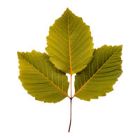 AI generated Alder leaf clip art png