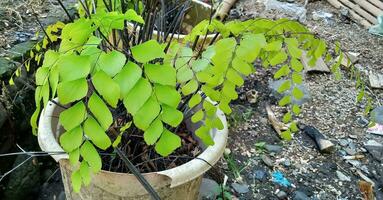 Sweating Giant Maidenhair, Diamond Maidenhair Fern, Adiantum trapeziforme is one of the ornamental plants that is quite popular in Indonesia and is better known as suplir  kedondong. photo