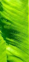 Details of Bird Nest's Fern leave Asplenium nidus with airdrops or waterdrops, Fern asplenium or spleenwort closeup view. photo