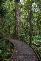 Temperate rain forest with Fern trees, New Zealand rainforest, Native rainforest photo