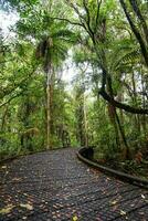 Temperate rain forest with Fern trees, New Zealand rainforest, Native rainforest photo