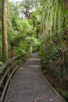 Temperate rain forest with Fern trees, New Zealand rainforest, Native rainforest photo