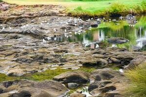 Seagulls on the rocks in the pond at the park, Waitangi is a locality on the north side of the Waitangi River in the Bay of Island,  New Zealand photo