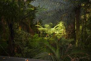 templado lluvia bosque con helecho árboles, nuevo Zelanda selva, nativo selva foto