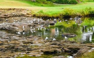 gaviotas en el rocas en el estanque a el parque, esperarangi es un localidad en el norte lado de el esperarangi río en el bahía de isla, nuevo Zelanda foto