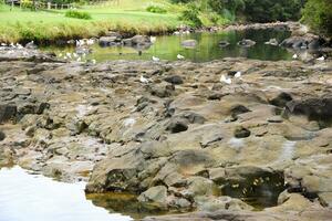 gaviotas en el rocas en el estanque a el parque, esperarangi es un localidad en el norte lado de el esperarangi río en el bahía de isla, nuevo Zelanda foto