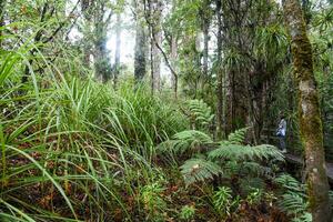 Temperate rain forest with Fern trees, New Zealand rainforest, Native rainforest photo