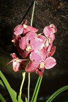 flores floreciente en un planta creciente en lautoka, Fiji foto