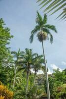 palma árbol y otro planta en tropical lluvia bosque lautoka, Fiji foto