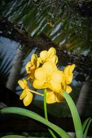 Flowers blooming on a plant growing on  Lautoka, Fiji photo