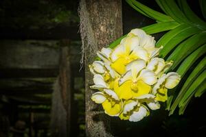 Flowers blooming on a plant growing on  Lautoka, Fiji photo