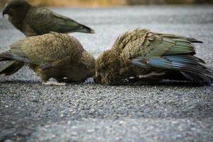 kea pájaro ,suelo loros en sur isla nuevo Zelanda foto
