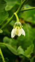 closeup of white eggplant flowers with green leaves photo