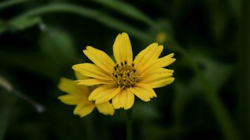 Close up Melampodium divaricatum, Golden Crownbeard, Cowpen Daisy, golden crown beard in the nature photo