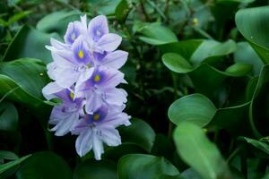 agua jacinto flor. cerca arriba vistoso lirio flor en naturaleza foto