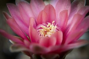 cerca arriba estambre o masculino filamento de gymnocalycium cactus foto