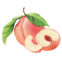 Peach fruits watercolor png