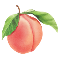 persika frukt vattenfärg png