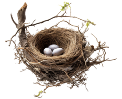 ai generiert Vogel Nest png Stroh Nest png Vögel Nest png Nest im Baum Ast png Vogel Nest png Nest im das Baum Geflügel Nest png Braut Nest png Vögel Nest transparent Hintergrund