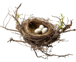 ai generiert Vogel Nest png Stroh Nest png Vögel Nest png Nest im Baum Ast png Vogel Nest png Nest im das Baum Geflügel Nest png Braut Nest png Vögel Nest transparent Hintergrund