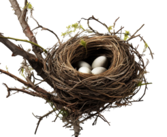 ai generiert Vogel Nest png Stroh Nest png Vögel Nest png Nest im Baum Ast png Vogel Nest png Nest im das Baum Geflügel Nest png Braut Nest png Vögel Nest transparent Hintergrund