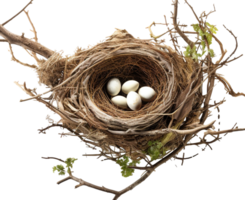 ai generiert Vogel Nest png Stroh Nest png Vögel Nest png Nest im Baum Ast png Vogel Nest png Nest im das Baum Geflügel Nest png Braut Nest png Vögel Nest transparent Hintergrund