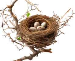 ai generiert Vogel Nest png Stroh Nest png Vögel Nest png Nest im Baum Ast png Vogel Nest png Nest im das Baum Geflügel Nest png Braut Nest png Vögel Nest transparent Hintergrund