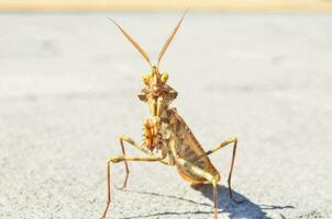 un Orando mantis con largo piernas y largo antenas foto