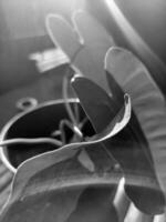 Close-up of a Blossoming Flower in Nature, black and white close-up of leaf in nature, surrounded by beauty and solitude. photo