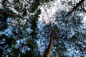 fondo ver de pino arboles en un bosque en el luz solar, escénico ver de muy grande y alto árbol con azul cielo en el bosque cuando mirando arriba. foto