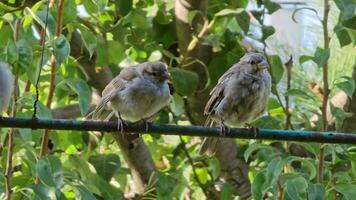 Verhalten von Spatz Küken Sitzung auf ein Barsch im ein Sommer- Garten. Nahansicht video