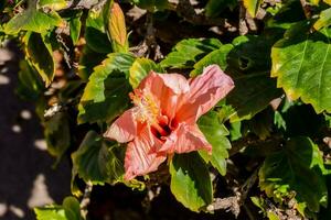 a pink hibiscus flower is growing on a bush photo