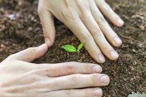 Hands planting young green plant. Eco friendly earth day save the planet concept. photo