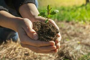 manos participación joven planta en difuminar naturaleza antecedentes con luz de sol. foto