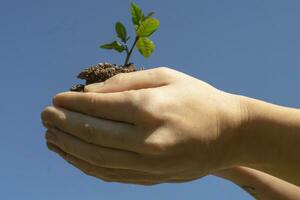 Hands holding young plant with blue sky background. Eco earth day save the planet concept. photo