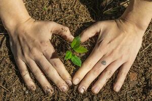 Hands planting young green plant. Taking care of nature. photo