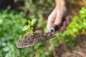 manos plantando joven verde planta con un pala. tomando cuidado de naturaleza. foto