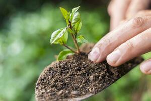 manos plantando joven verde planta con un pala. tomando cuidado de naturaleza. foto