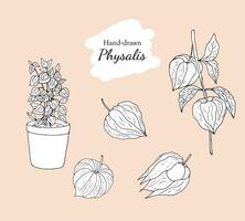 Hand-drawn physalis. Physalis plant in a pot, branch of physalis, and fruits.  Tomatillo illustration isolated on a white background. vector