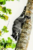 un mapache alpinismo arriba un árbol en el selva foto