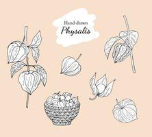 Hand-drawn physalis illustration. Physalis berries in a basket, physalis fruit, opened berry physalis, and physalis branch with berries and leaves. Isolated vector illustration on white background.