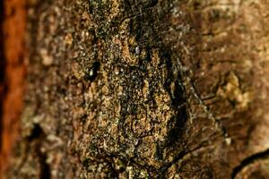 un cerca arriba de un árbol maletero con un marrón antecedentes foto