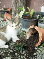 pequeño gato dañar árbol maceta y cactus maceta jugando y cavar suelo en maceta foto