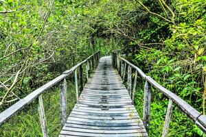 a wooden bridge in the jungle photo