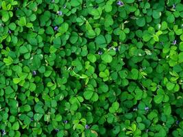 humano mano y pie firmar en verde césped antecedentes cuatro hoja cubrir foto