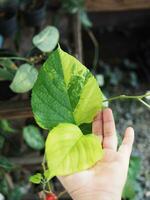 colorido de planta abigarrado blanco y verde foto