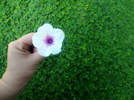 human hand and foot sign on green grass background four leaf cover photo