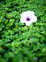 human hand and foot sign on green grass background four leaf cover photo