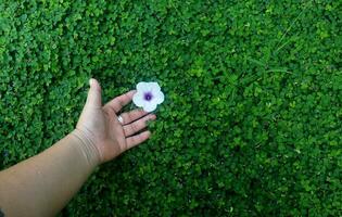 human hand and foot sign on green grass background four leaf cover photo