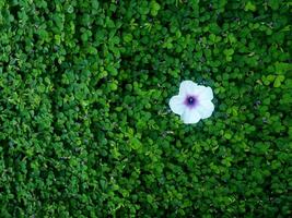 human hand and foot sign on green grass background four leaf cover photo